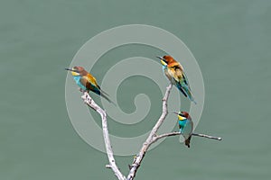 Three european bee-eaters merops apiaster sitting on branch