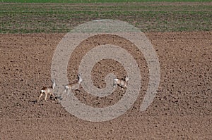 Three European roe deer Capreolus capreolus running away