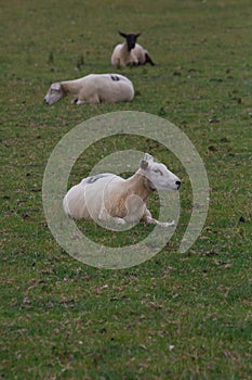 Three ewe sheep in a field in rural Wales