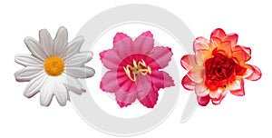 three exotic flowers bouquet isolated