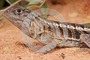Three-eyed lizard