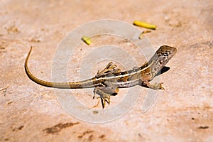 Three-eyed Lizard