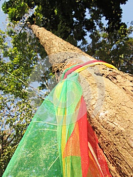 Three fabric color wrap the old tree, the belief in thailand