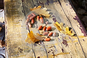 Three fallen yellow oak tree leaves and red acorns on old wooden board background close up, golden autumn foliage on bench in park