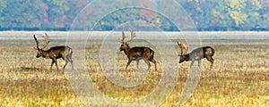 Three fallow deer stags