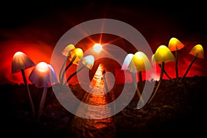 Three fantasy glowing mushrooms in mystery dark forest close-up. Beautiful macro shot of magic mushroom or three souls lost in