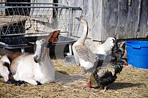 Three Farm Animals Together In A Barnyard