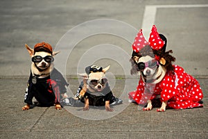 Three Fashionable Dogs (Chihuahuas)