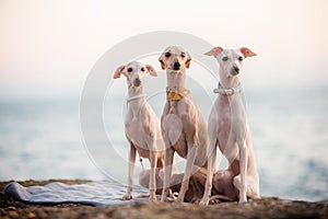 Three fashionable italian greyhound dogs on beach
