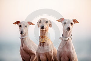 Three fashionable purple dogs italian greyhound, portrait