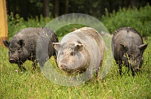 Three fat pigs are walking on thick green grass