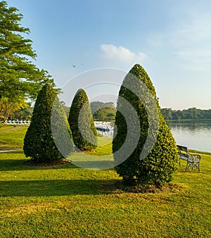 Three fat trees on the lake bank at Rama 9th park Bangkok.