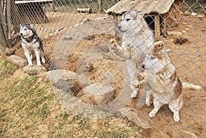 Three fawn Siberian Huskies and an Alaskan Husky puppy behind the fence of an enclosure in summer