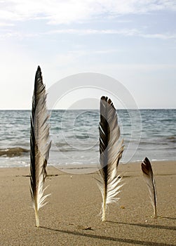 Three Feathers Beach