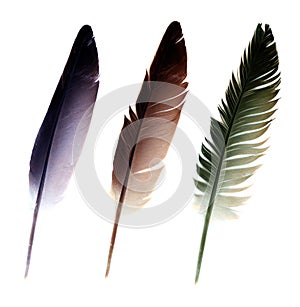 Three feathers