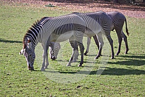 Three feeding zebras