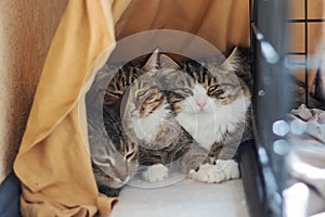 Three Felidae in cage staring at camera with whiskers and fur