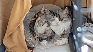 Three Felidae in cage staring at camera with whiskers and fur photo