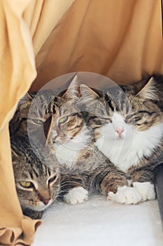 Three Felidae in cage staring at camera with whiskers and fur photo