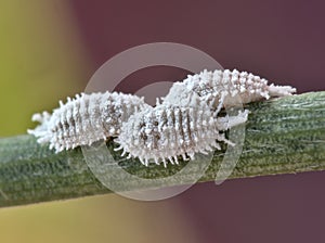 Three female cochineals Dactylopius coccus