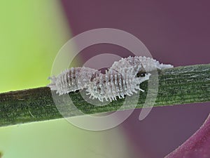 Three female cochineals Dactylopius coccus