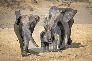 Three female elephant and a baby covered in fresh mud walking in dry bush in Kruger Park in South Africa