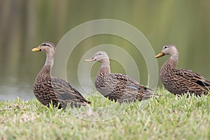 Three Female Mallard Ducks
