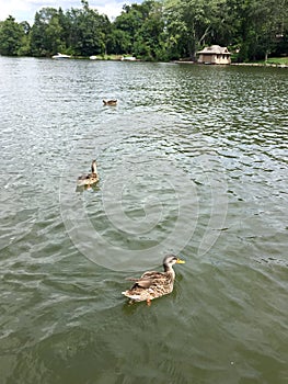 Three Female Mallard Ducks Swimming In A Lake