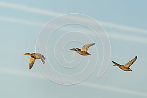 Three female Mallards in flight Anas platyrhynchos between line shaped contrails.