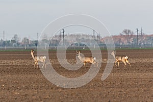 Three female roe deer walk across crop field. Capreolus capreolus