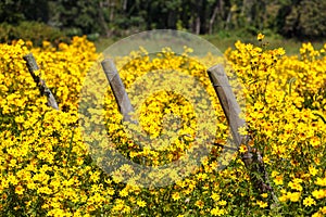 Three Fence Posts in Field of Yellow wildflowers