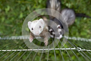 Three ferrets pet in playpen ooutdoor on the grass in summer morning