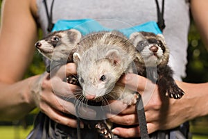 Three ferrets resting in soft pouch between running in summer park