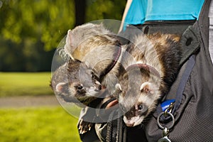 Three ferrets resting in soft pouch between running in summer park