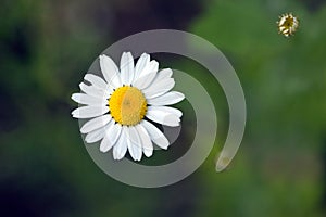 Three field daisy flowers grows, in summer closeup