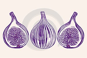 Three figs are displayed in purple ink on a plain white background, Stylized and minimalist linear drawing of ripe figs, AI