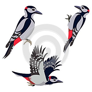 Three figures of a flying, sitting and pecking woodpecker