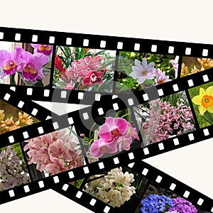 Three filmstrips of flowers isolated on white