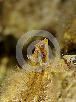 Three Fin Blenny photo