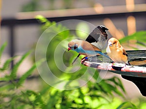 Three finch birds in bird bath in aviary photo