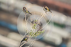 Three finches on a branch