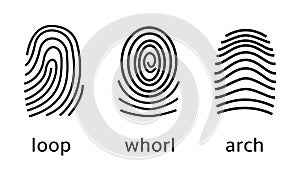 Three fingerprint types on white background. Loop, whorl, arch patterns