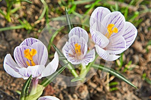 Three first spring flowers crocuses white colour with purple lines