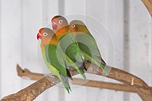 Three Fischer`s Lovebird, agapornis fischeri sitting on a branch of tree, selective focus