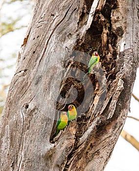 Three Fischer`s lovebirds in a tree trunk