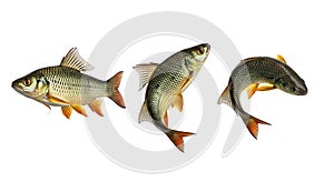 Three Fish Leaping Dynamic Action Shot