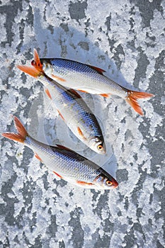 Three fish lying on textured ice during winter fishing in sun