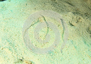 Three fishes - Red Sea sanddivers