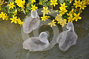 Three five day old swan cygnets swim near a marshland marigold plant in a Wiltshire marina