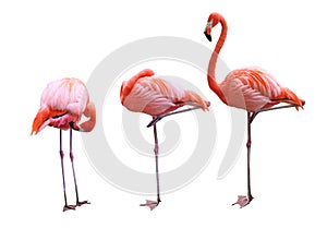 Three Flamingo